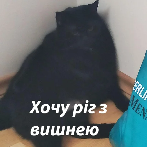 чёрная кошка кошки малого и среднего размера кошачьи