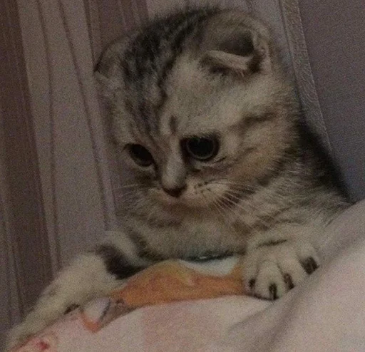 млекопитающее животное комнатный