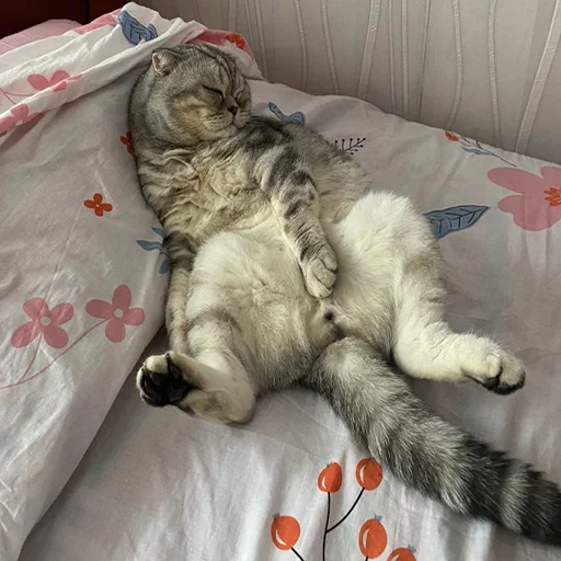 комнатный кошачьи прокладка