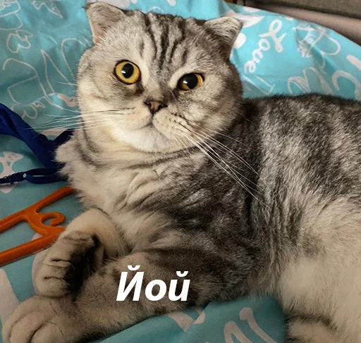 кошки малого и среднего размера домашняя кошка кошка