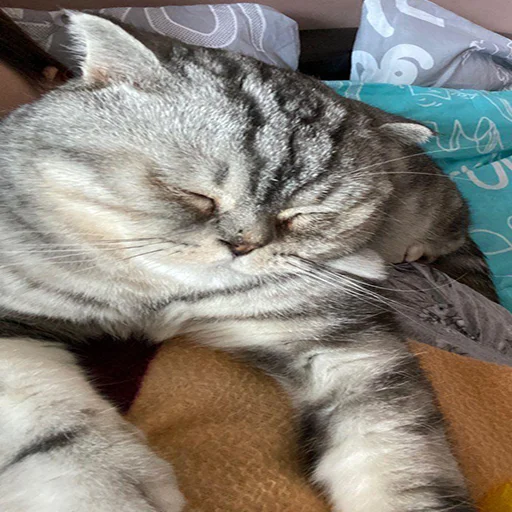 млекопитающее животное кошки малого и среднего размера