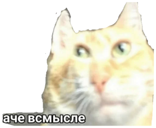 животное млекопитающее кошка