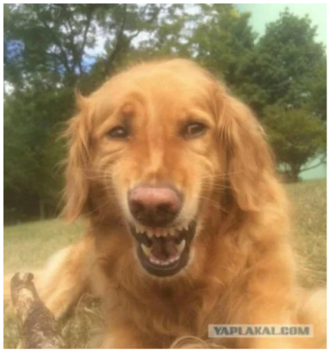 животное млекопитающее собака