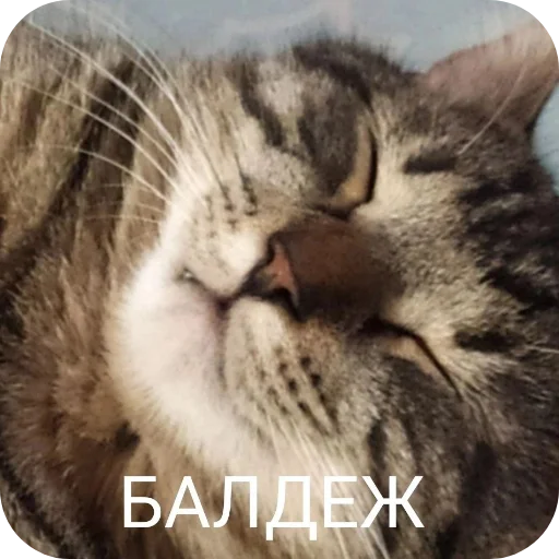 Sticker GachiKoty - 1