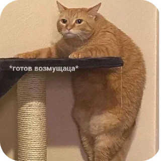 Sticker Гачи коты - 5