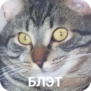 Sticker Гачи коты - 9