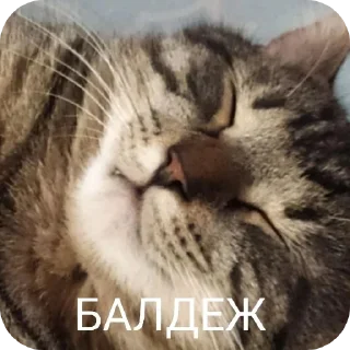 Sticker Гачи коты - 11