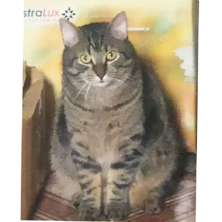 Sticker Гачи коты - 3