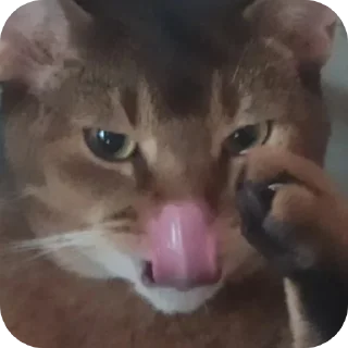 Sticker Гачи коты - 10