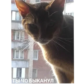 Sticker Гачи коты - 2
