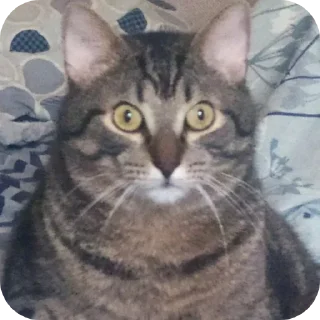 Sticker Гачи коты - 7