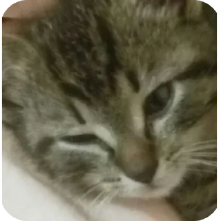 Sticker Гачи коты - 0