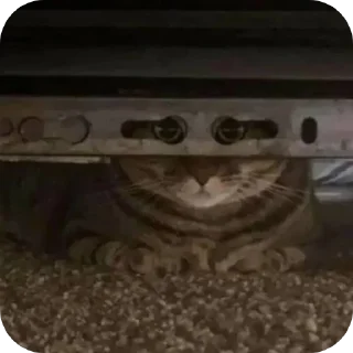 Sticker Гачи коты - 1