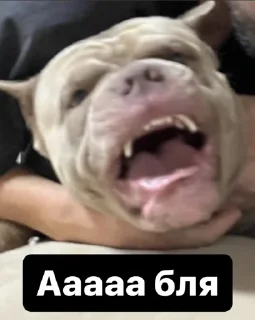 Sticker Гачитудасюда - 3