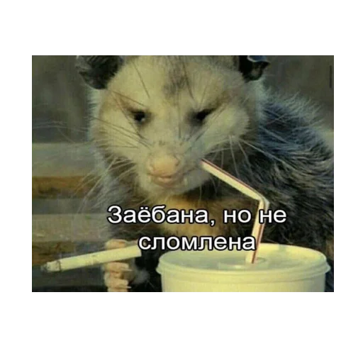 Sticker Gadalkin - 1