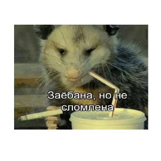 Sticker *Мемы на все случаи жизни* - 2