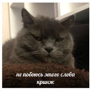 Sticker *Мемы на все случаи жизни* - 6