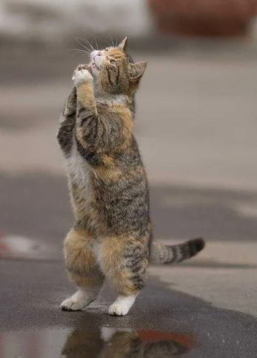 Стикер gaggini - 11