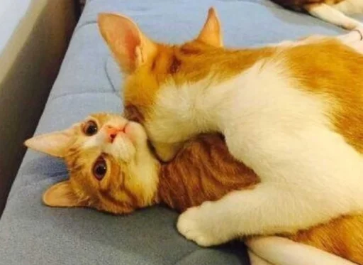 Стикер gaggini - 8