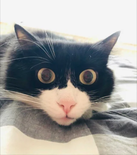 Стикер gaggini - 2