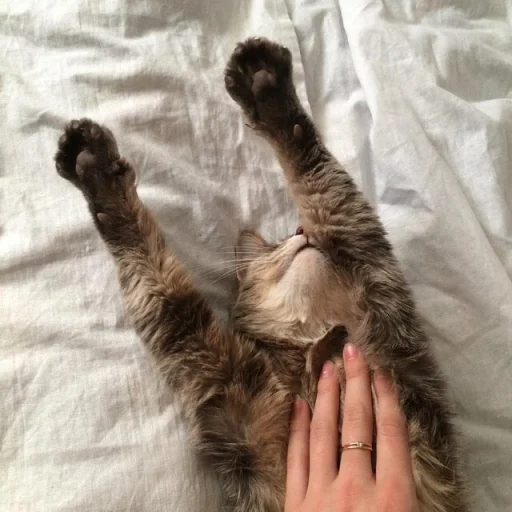 Стикер gaggini - 1