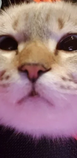 GasLoursShott :: @fStikBot - 