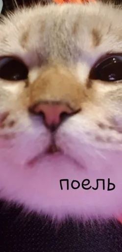 Стикер GasLoursShott :: @fStikBot - 1