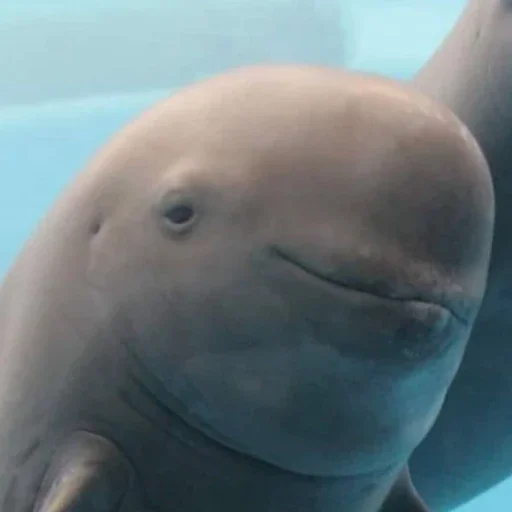 животное млекопитающее водные млекопитающие