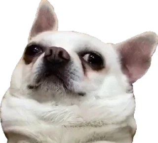 Sticker Gatillы2019 - 7