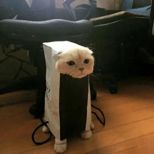 комнатный животное кошка