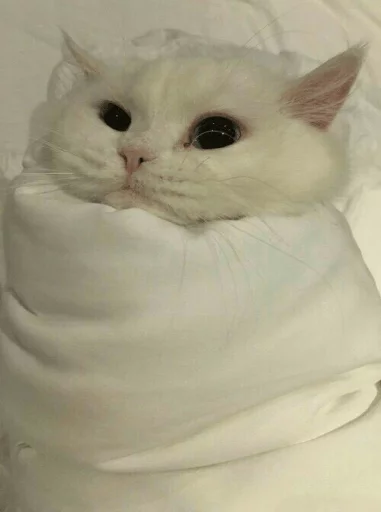 кошки малого и среднего размера комнатный кошачьи