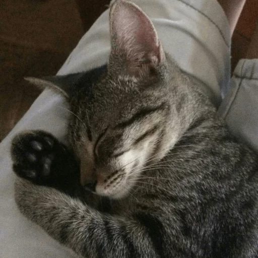 животное кошка млекопитающее