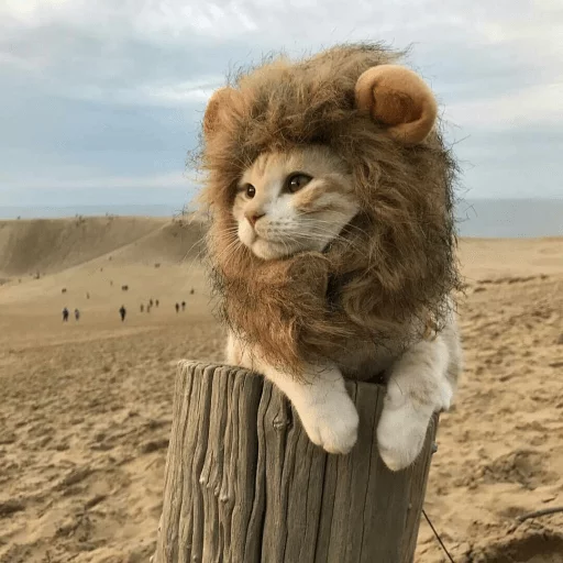 на открытом воздухе млекопитающее животное