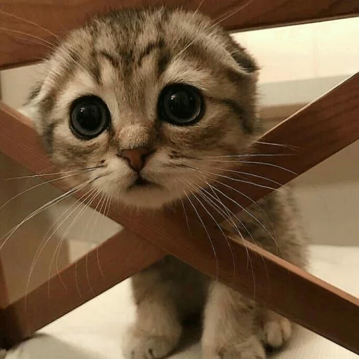 животное кошка кошки малого и среднего размера