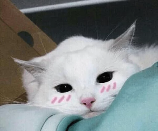 животное млекопитающее кошки малого и среднего размера