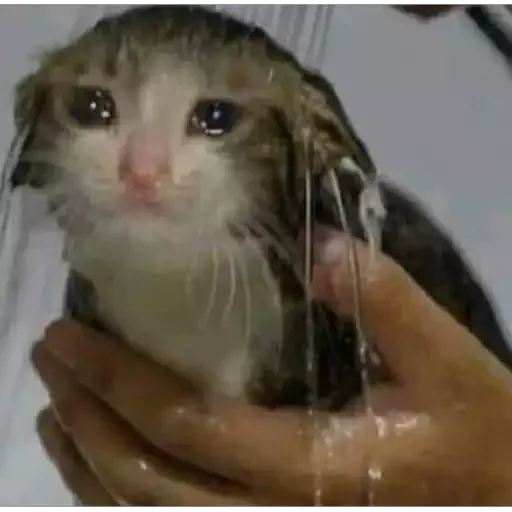 mammal animal whiskers