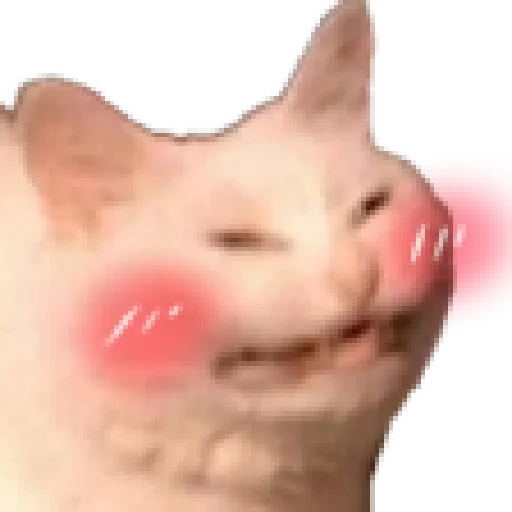 animal small to medium-sized cats whiskers