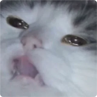 Стикер Cat Crying - 9