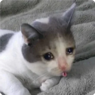 Стикер Cat Crying - 1