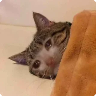 Стикер Cat Crying - 2