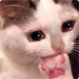 Стикер Cat Crying - 7