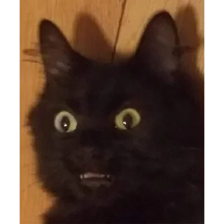 Sticker Gatinhos da Mand - 9