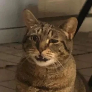 Sticker Gatinhos da Mand - 4