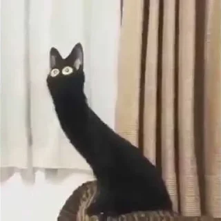 Sticker Gatinhos da Mand - 2