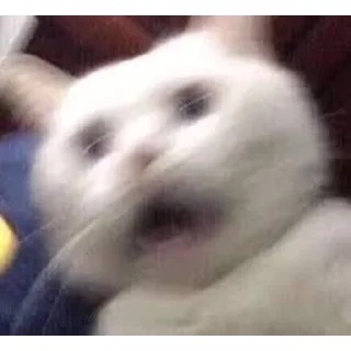 Sticker Gatinhos da Mand - 0