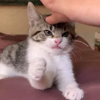 Sticker Gatinhos da Mand - 1