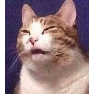 Sticker Gatinhos da Mand - 8