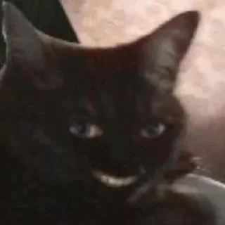 Sticker Gatinhos da Mand - 7