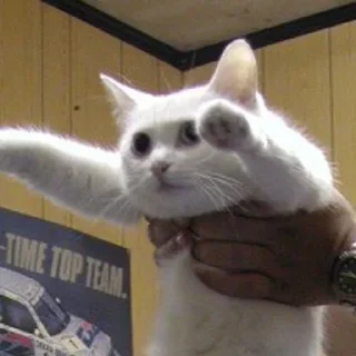 Sticker Gatinhos da Mand - 3