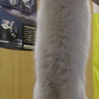 Sticker Gatinhos da Mand - 6